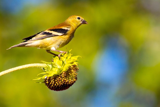 Free Bird Sunflower photo and picture