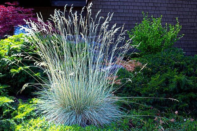 Free Grass Green photo and picture