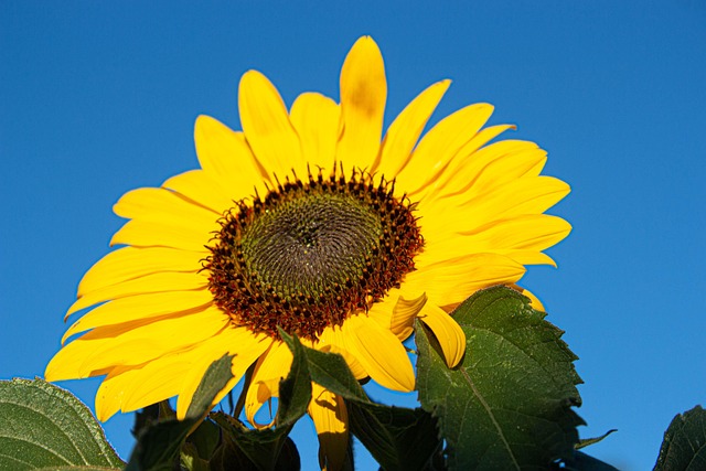 Free Sunflower Flower photo and picture