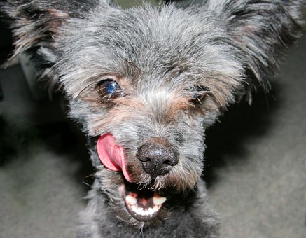 Free Dog Pet photo and picture