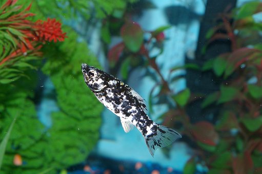 Free Fish Dalmatian Molly photo and picture