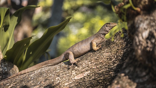 Free Lizard Tree photo and picture