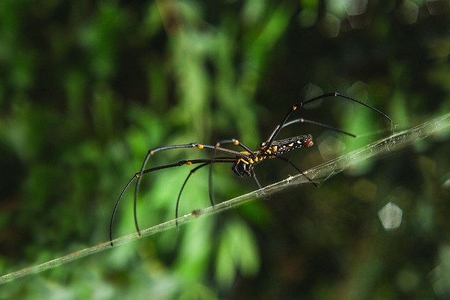 Free Spider Arachnid photo and picture