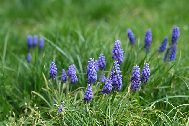 Blumen, Lilane Blumen, Wildblumen, Blüte