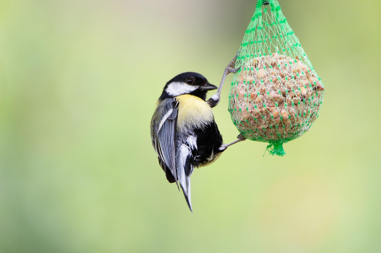 40,000+ Free Fat Animals & Animal Images - Pixabay