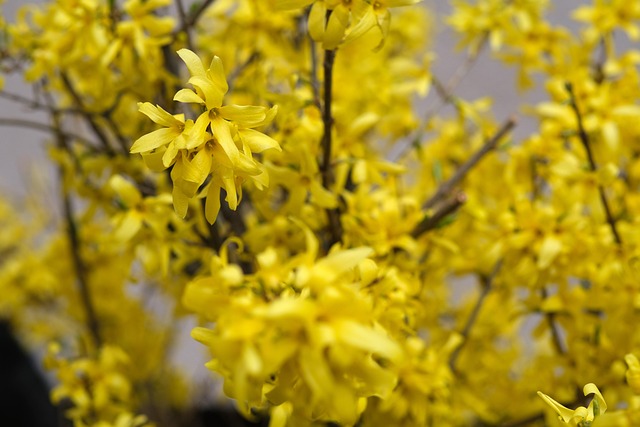 Forsythie, Blumen, Gelb, Gelbe Blumen