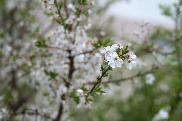 Kirschblüten, Sakura, Blumen, Geäst