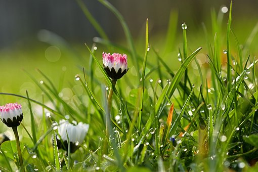 Daisy, Grass, Dew, Flowers, Morning Dew