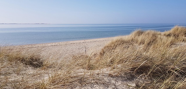 Free Beach Grass photo and picture