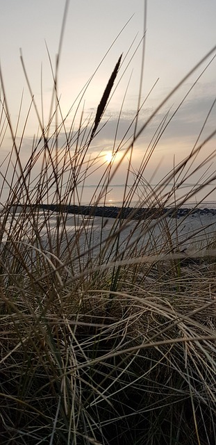 Free Grass Beach photo and picture