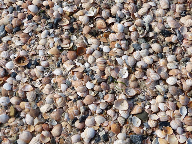 Free Shellfish Föhr photo and picture