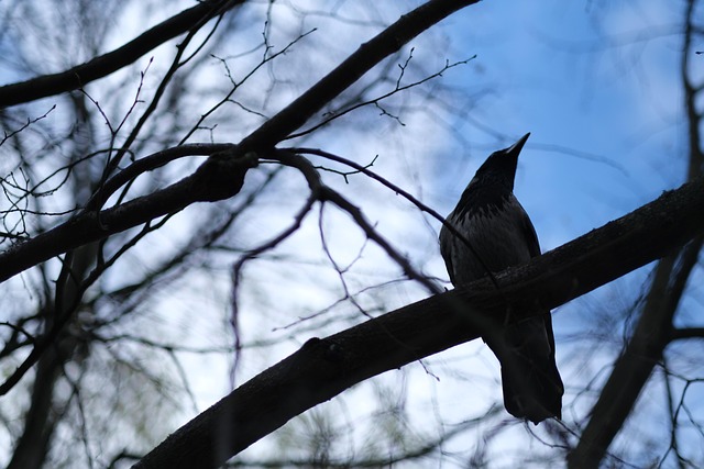 Krähe, Vogel, Zweig, Sitzend, Nebelkrähe