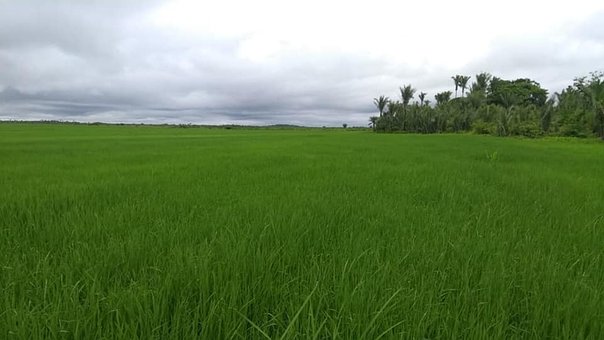 Arroz, Plantación, Roça, Granja, Patán