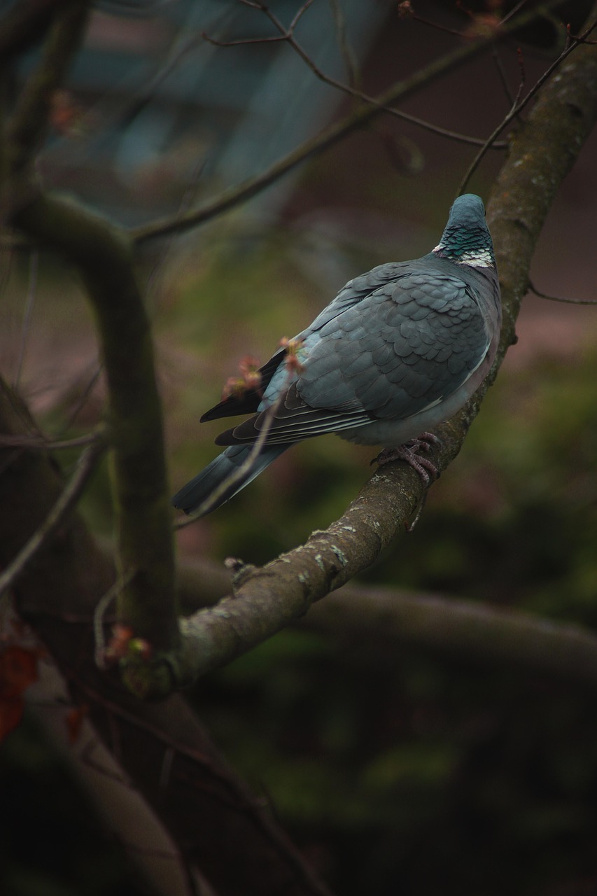 鸟 树 分行 - Pixabay上的免费照片 - Pixabay