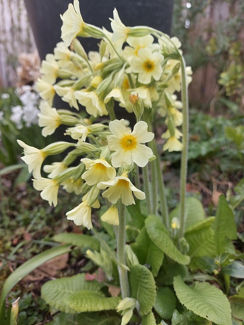 Free Yellow Flowers Bloom photo and picture
