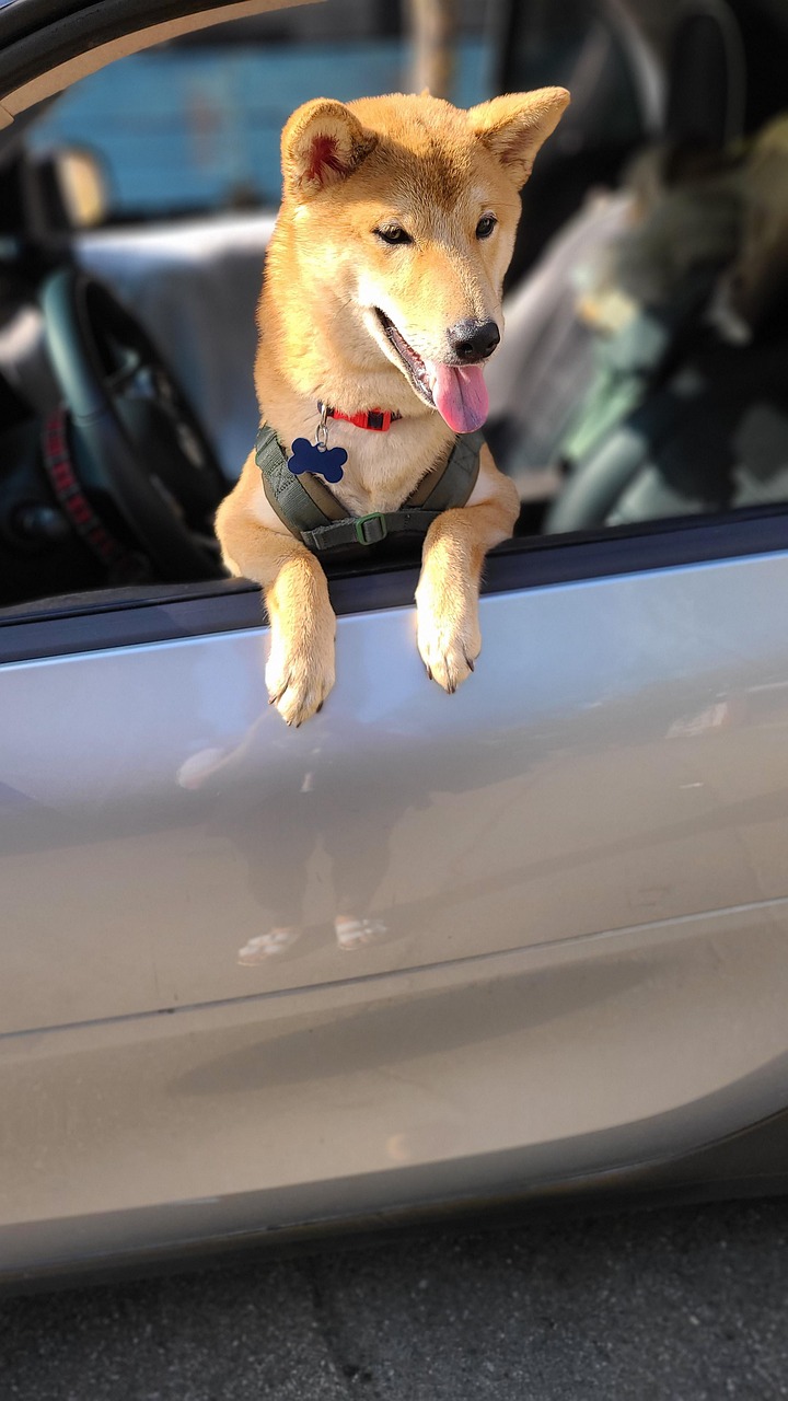 Shiba Inu Chien Auto Animal De Photo gratuite sur Pixabay Pixabay