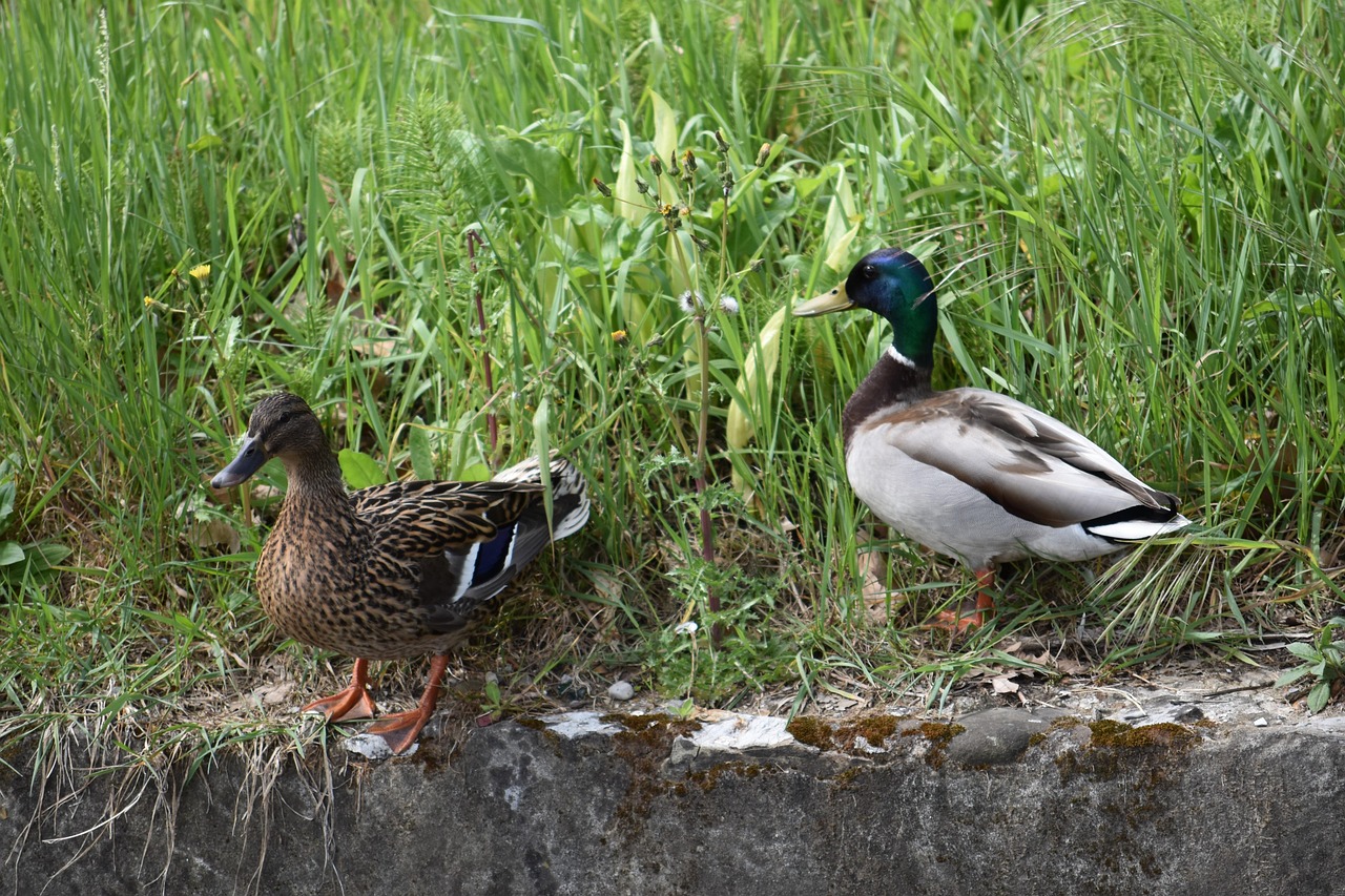 Ducks Birds Plumage - Free photo on Pixabay - Pixabay