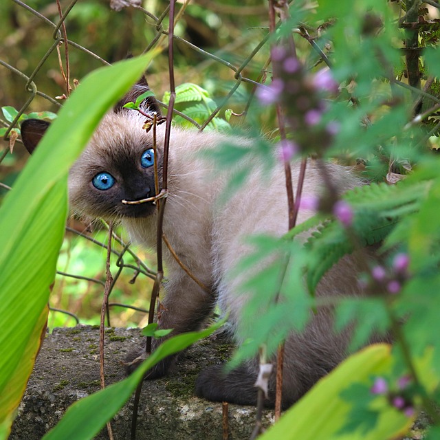 Katze, Kätzchen, Haustier, Katzenartig