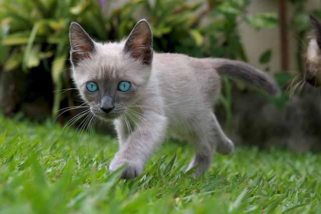 Katze, Kätzchen, Haustier, Junge Katze