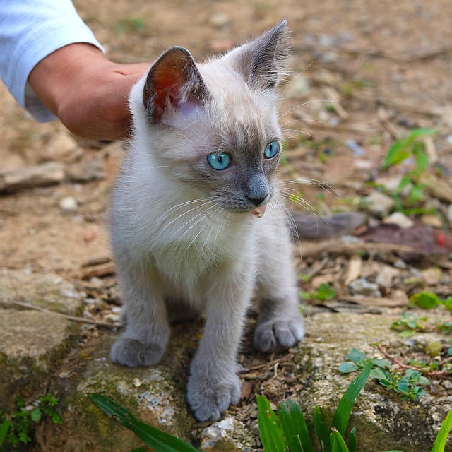 Katze, Katzenartig, Säugetier, Tier