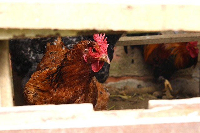 Hähnchen, Bauernhof, Tiere, Hühner, Huhn