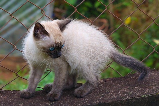 Gata, Katzen, Katze, Domestizierte Tiere