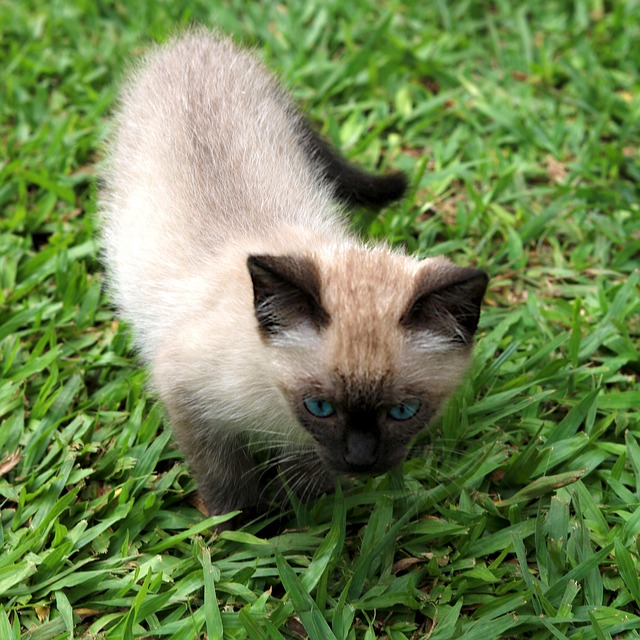 Gata, Katze, Tiere, Muschi, Katzen