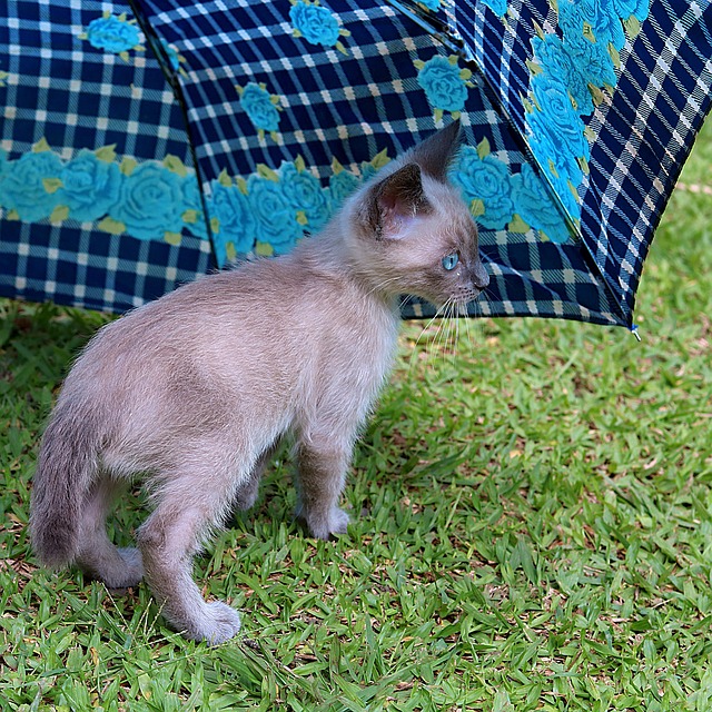 Katze, Kätzchen, Säugetier, Katzenartig