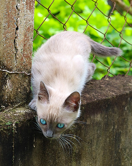 Katze, Kätzchen, Säugetier, Katzenartig