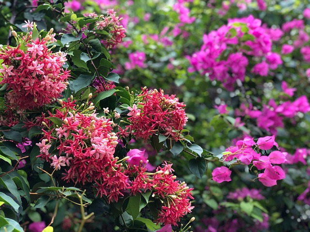Free Flowers Pink photo and picture