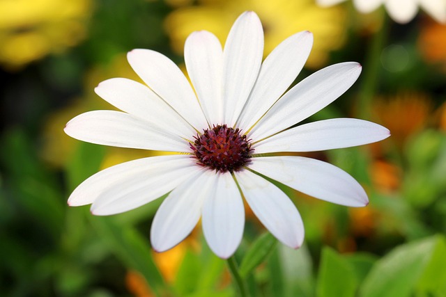 Le Voir Super Maximale, Ostéospermum