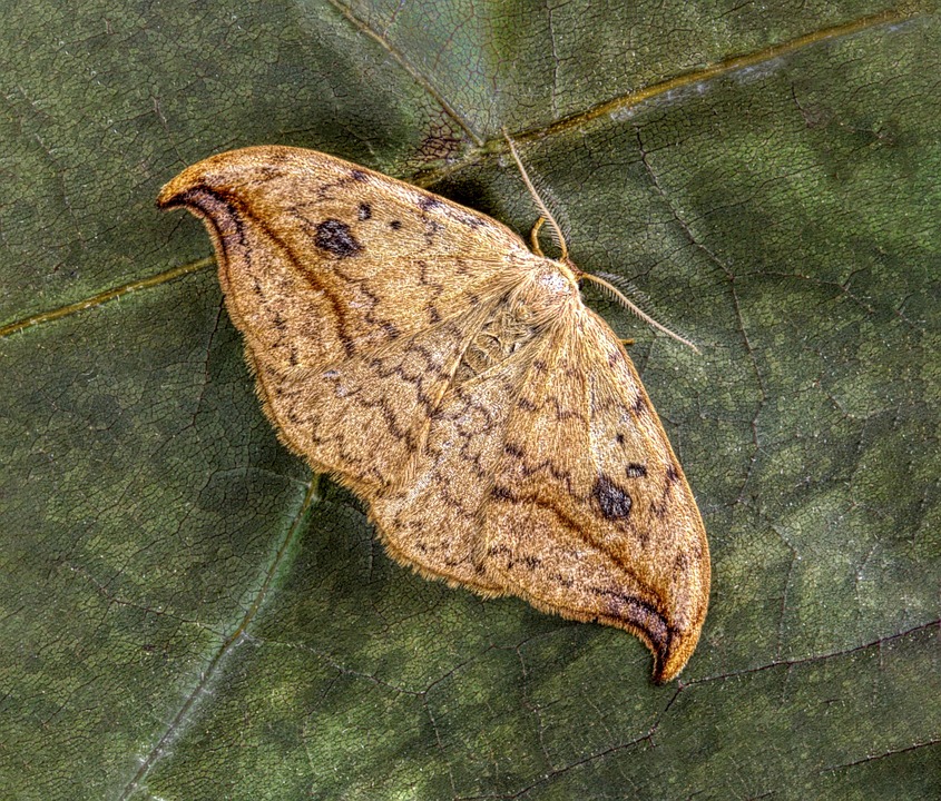 蛾 昆虫 翅膀 - Pixabay上的免费照片 - Pixabay