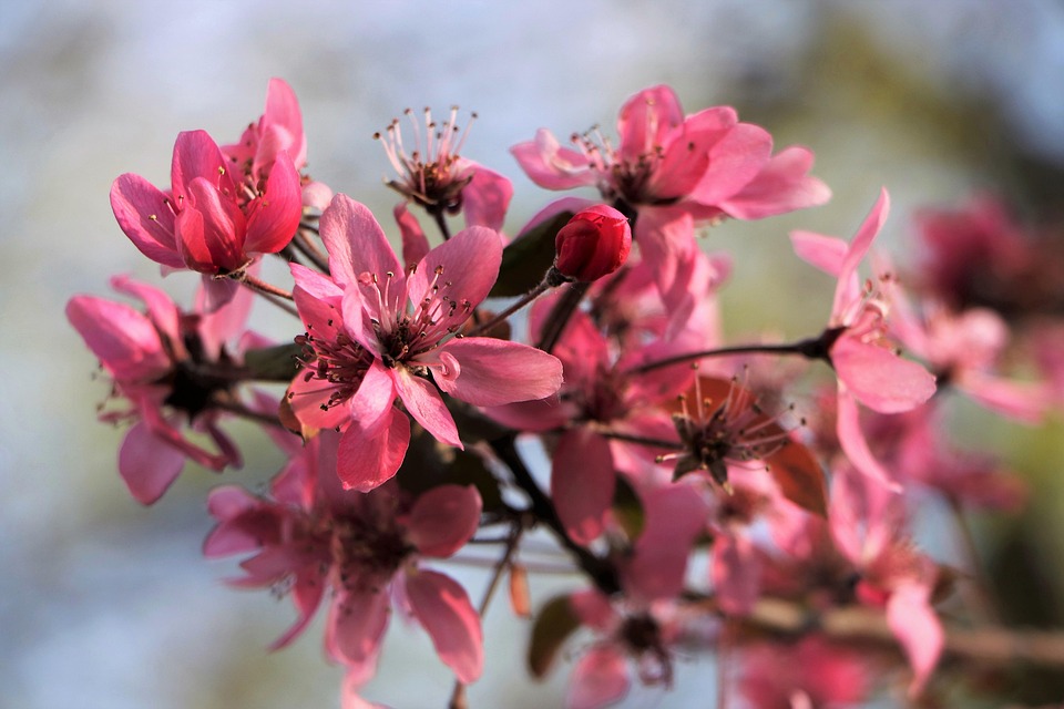 Pink Flowers Malus Purpurea Spring - Free photo on Pixabay