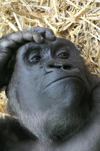 Gorilla, Abe, Tænker, Tænke, Primat