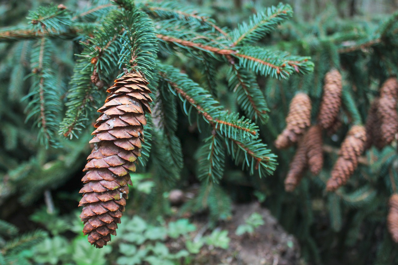 20+ darmowych obrazów z kategorii Gałęzie Świerkowe i Natura - Pixabay