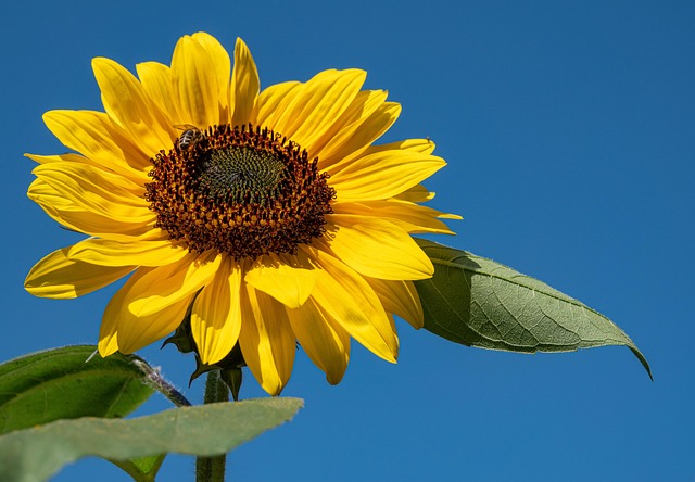 Girassol, Céu, Flor, Pétalas Amarelas