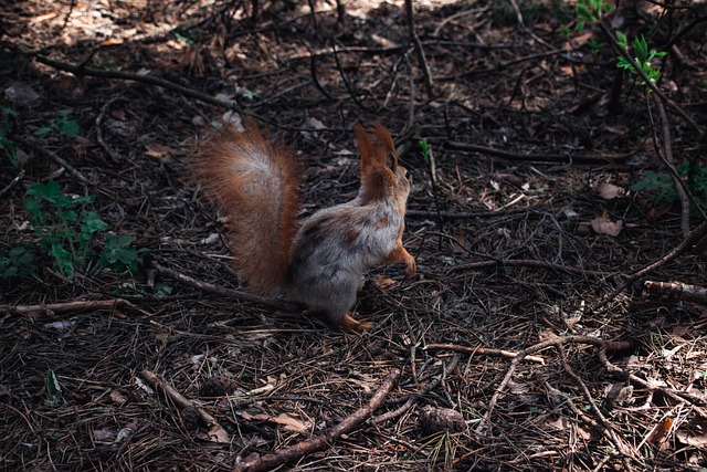 Free Squirrel Rodent photo and picture