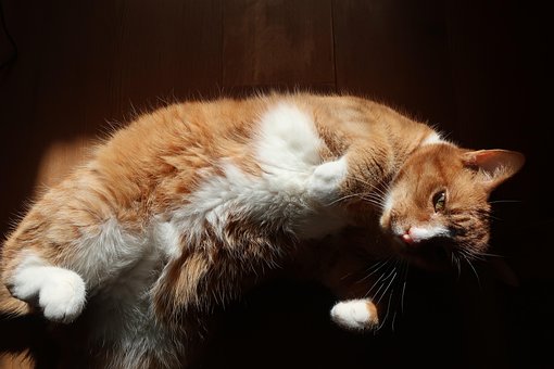 Pisică, Animal De Companie, Animal