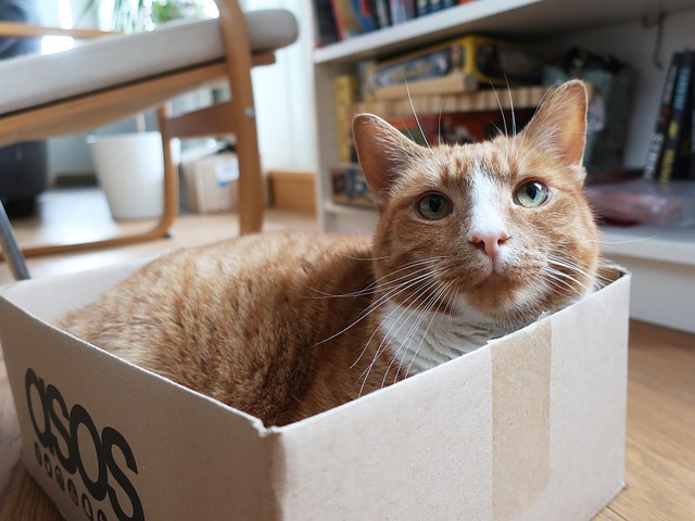 Кот Cat In The Box Kitten - Free photo on Pixabay