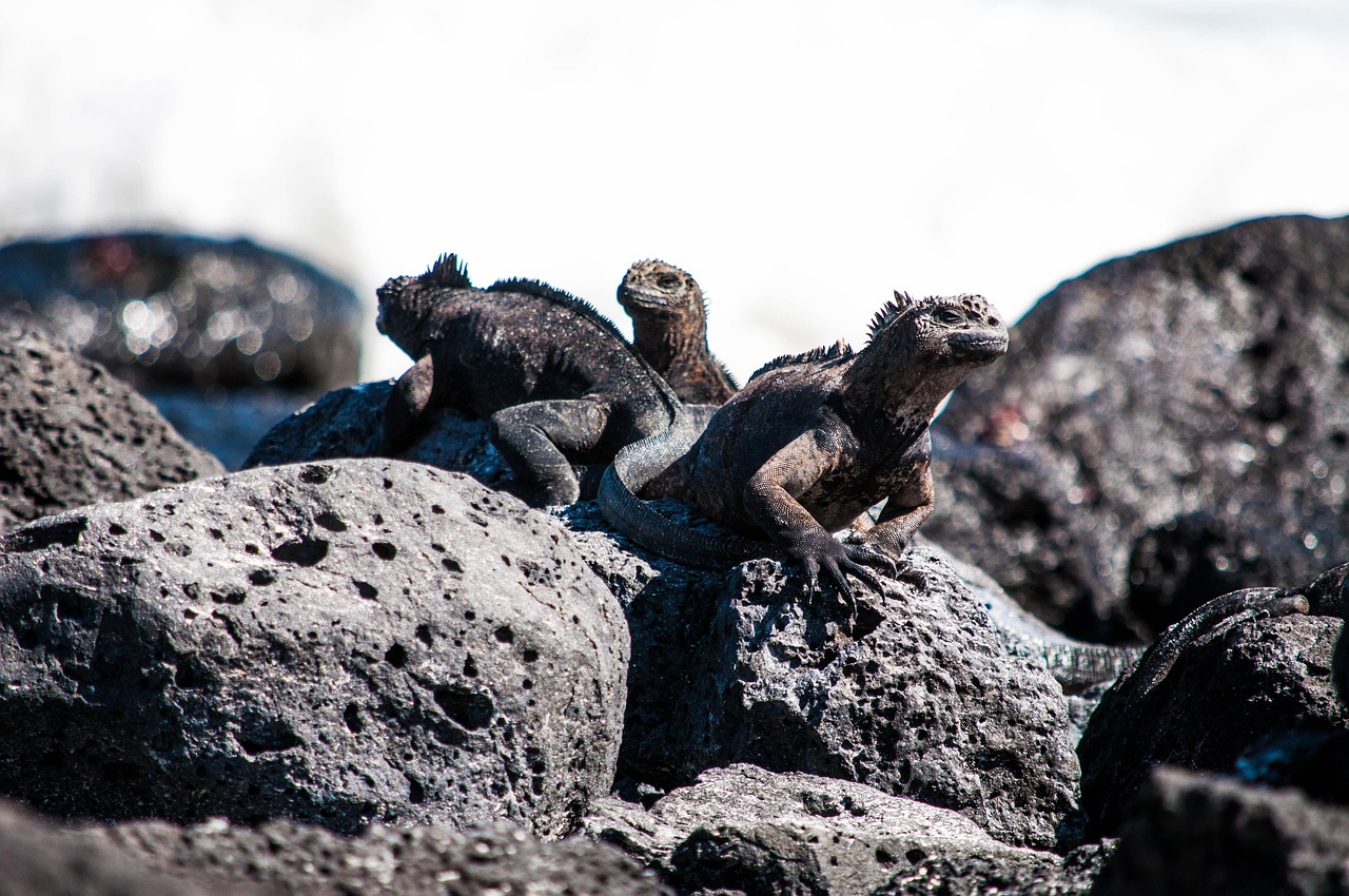 Marine Iguana - free online jigsaw puzzle photo