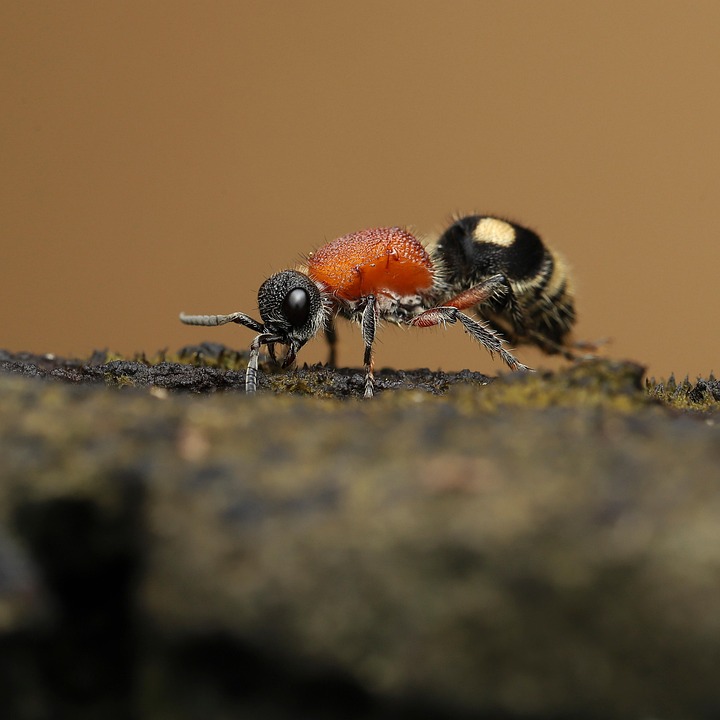 Ant Insect Animal - Free photo on Pixabay - Pixabay