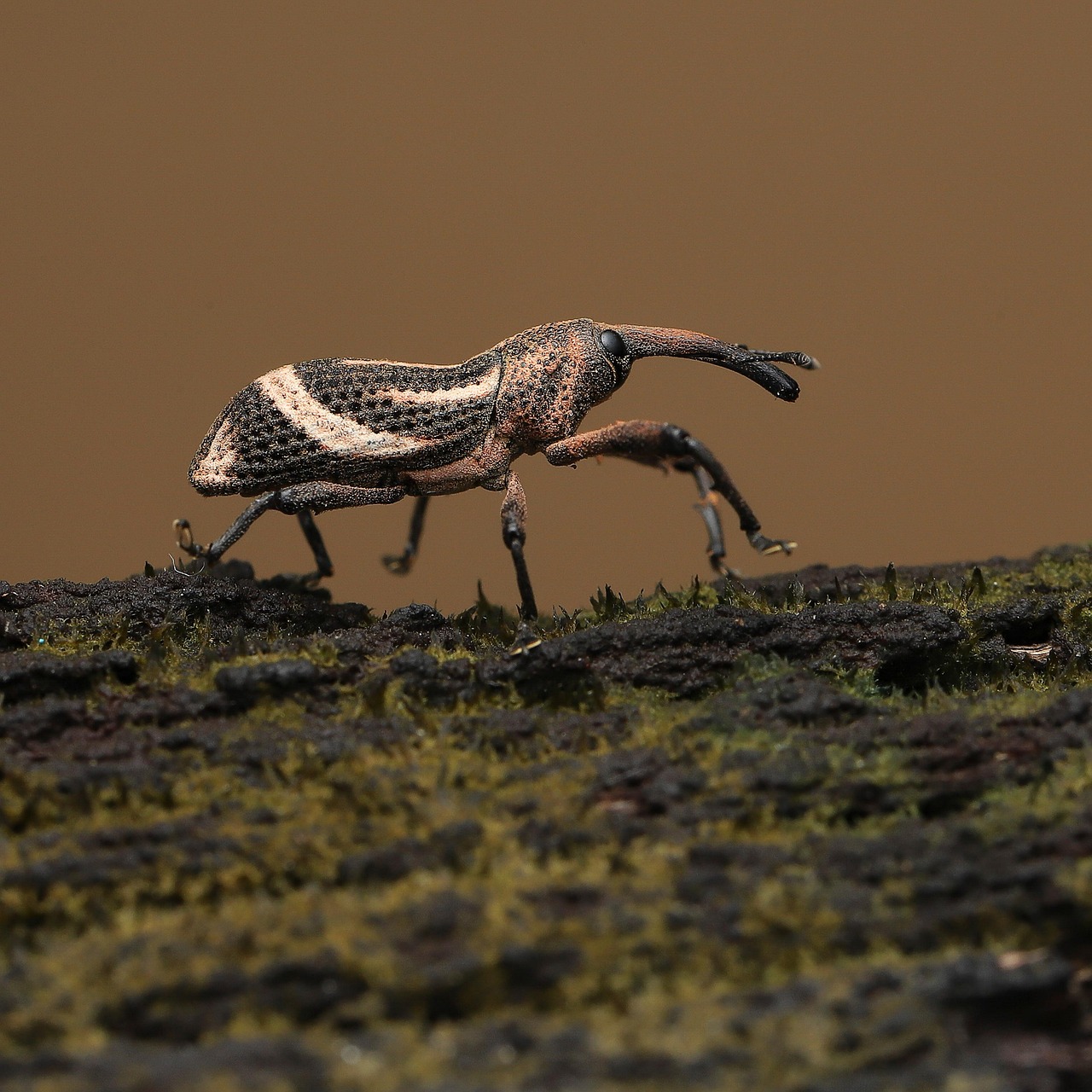 Weevil Beetle Insect - Free photo on Pixabay
