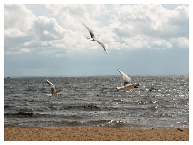 Free Seagulls Flying photo and picture