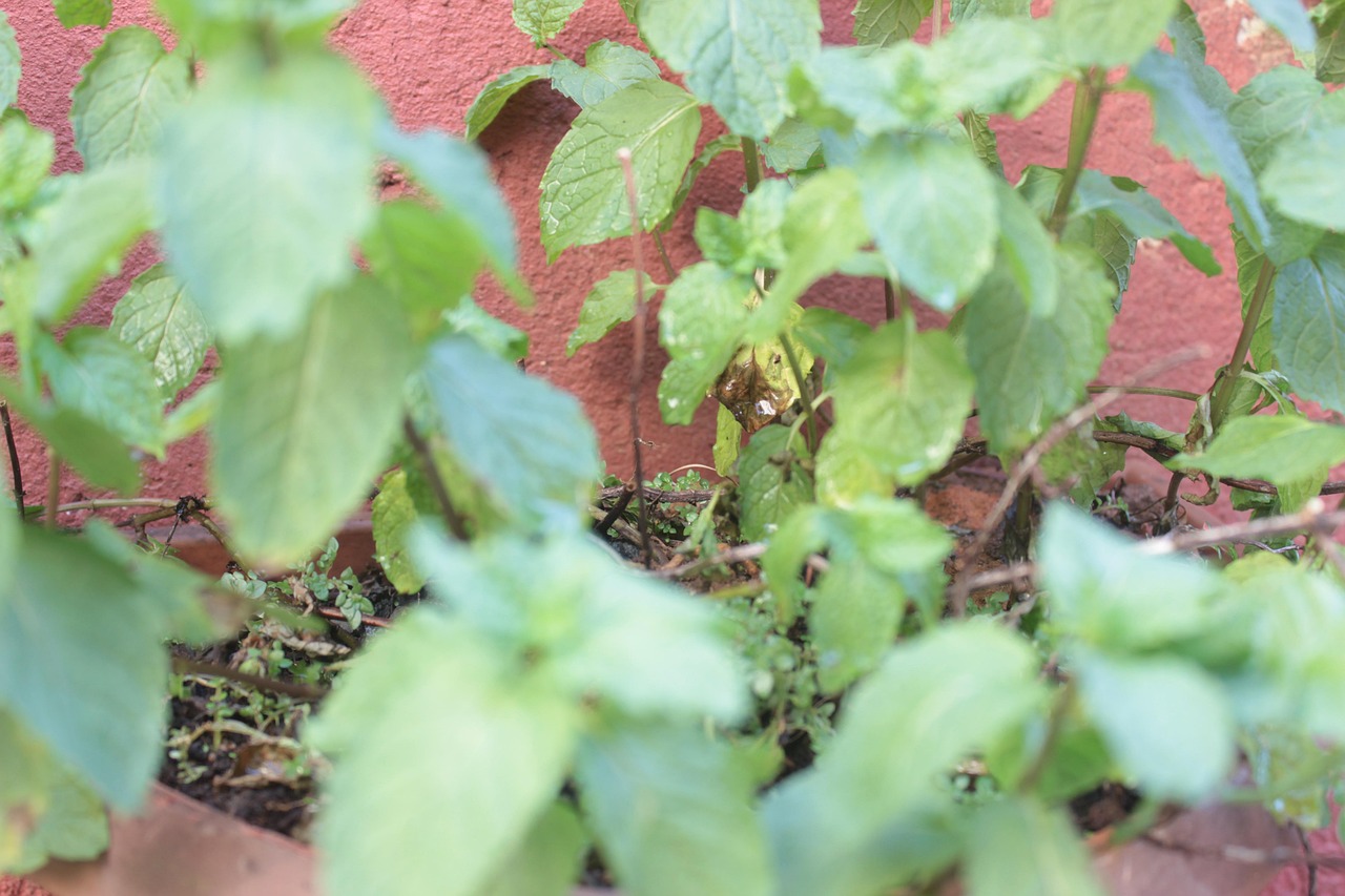 Planta Verde Green Free photo on