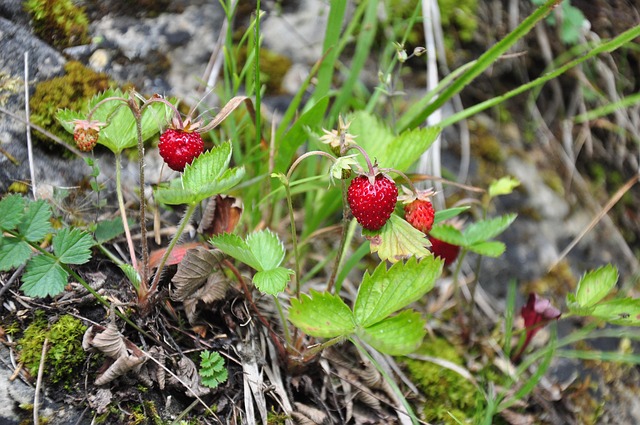 Free Wild Strawberries From The Forest photo and picture