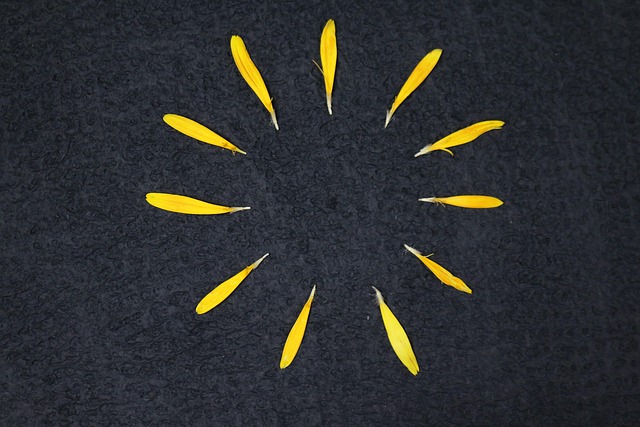 Free Petals Flat Lay photo and picture