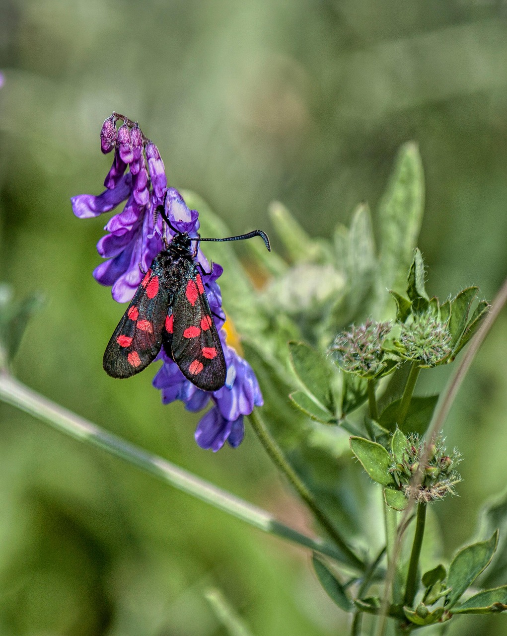 Mariposa Inseto Flor Traça - Foto gratuita no Pixabay - Pixabay