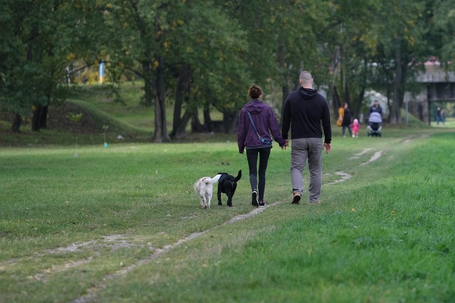 Paar, Erholung, Gehen, Hunde, Zusammen