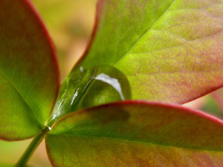 Løvverk, Anlegg, Dugg, Nandina