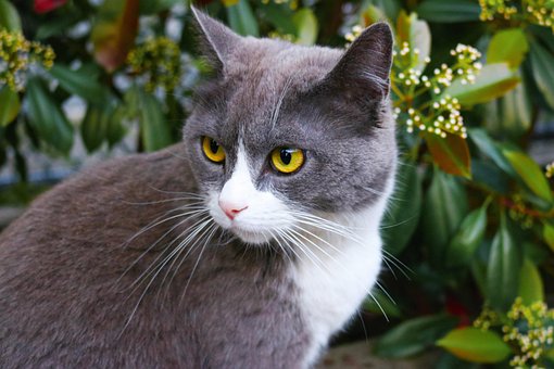 Katt, Dyr, Pattedyr, Feline, Kattunge